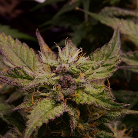 Royal Cookies Automatic growlog timeline photo