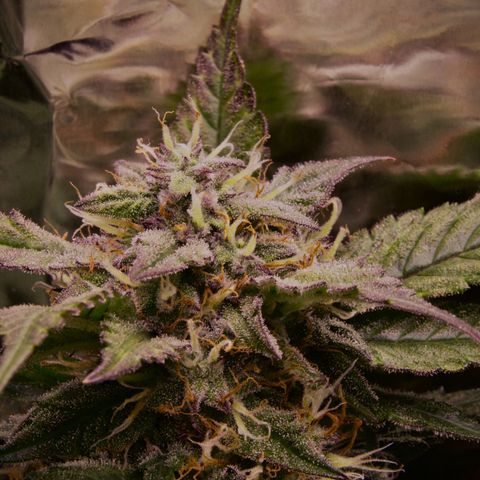 Royal Cookies Automatic growlog timeline photo
