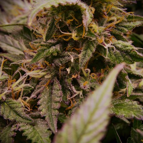 Royal Cookies Automatic growlog timeline photo