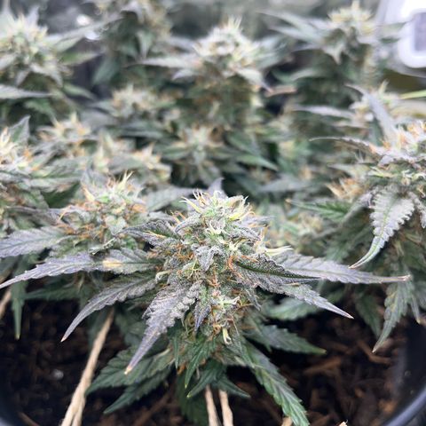 Royal Cookies Automatic growlog timeline photo