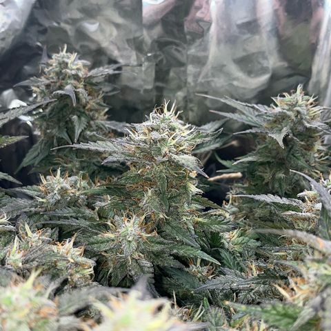 Royal Cookies Automatic growlog timeline photo