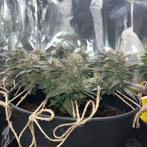 Royal Cookies Automatic growlog timeline photo