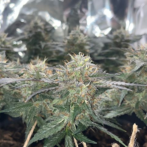 Royal Cookies Automatic growlog timeline photo