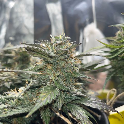 Royal Cookies Automatic growlog timeline photo