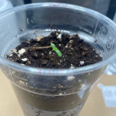 Easy Bud - RQS growlog timeline photo