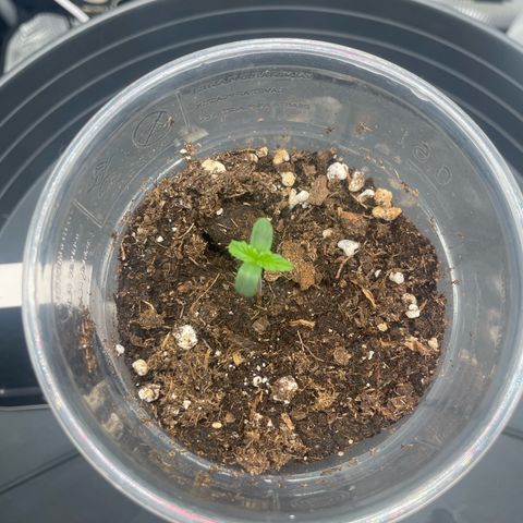 Easy Bud - RQS growlog timeline photo