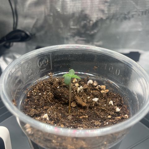 Easy Bud - RQS growlog timeline photo