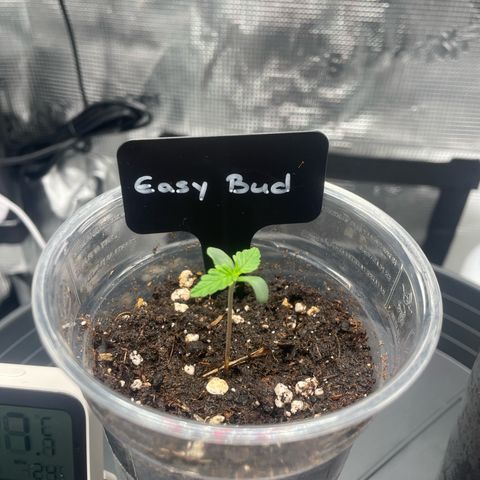 Easy Bud - RQS growlog timeline photo