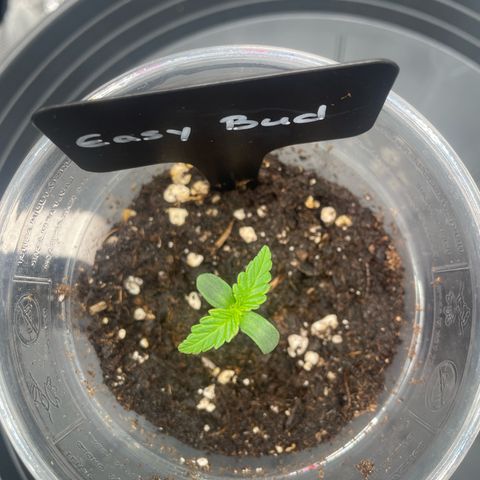 Easy Bud - RQS growlog timeline photo