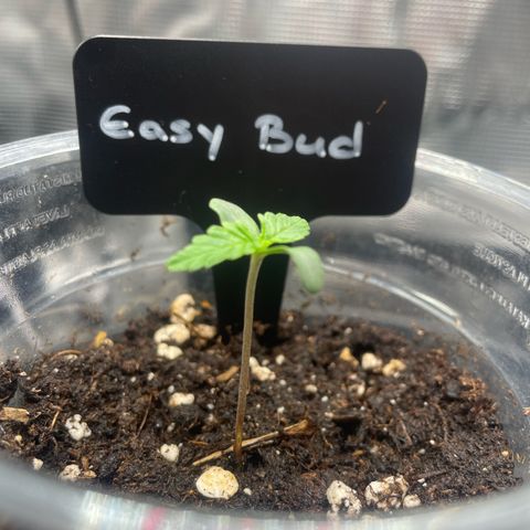 Easy Bud - RQS growlog timeline photo