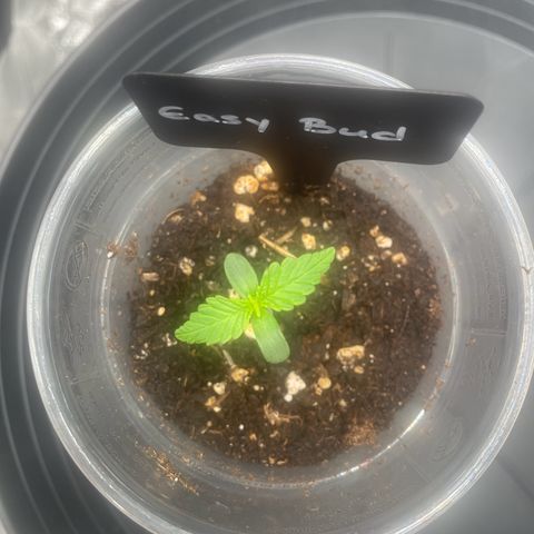 Easy Bud - RQS growlog timeline photo