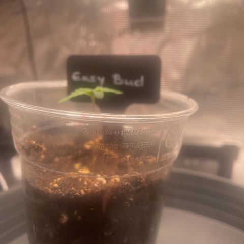 Easy Bud - RQS growlog timeline photo