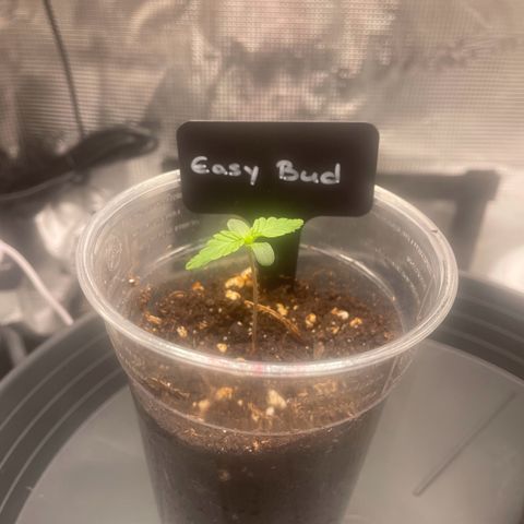 Easy Bud - RQS growlog timeline photo