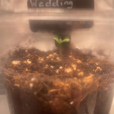 Wedding Cake Auto - RQS growlog timeline photo