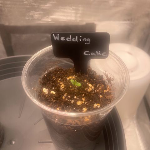 Wedding Cake Auto - RQS growlog timeline photo