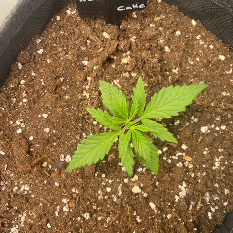 Wedding Cake Auto - RQS growlog timeline photo