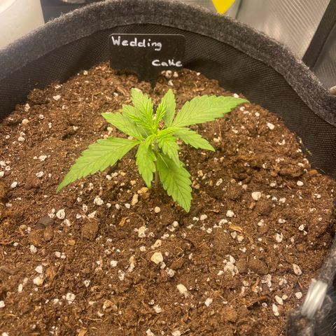 Wedding Cake Auto - RQS growlog timeline photo