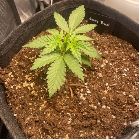 Easy Bud - RQS growlog timeline photo
