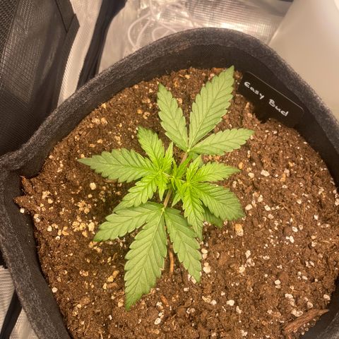 Easy Bud - RQS growlog timeline photo