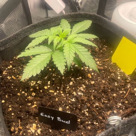Easy Bud - RQS growlog timeline photo