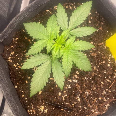 Easy Bud - RQS growlog timeline photo