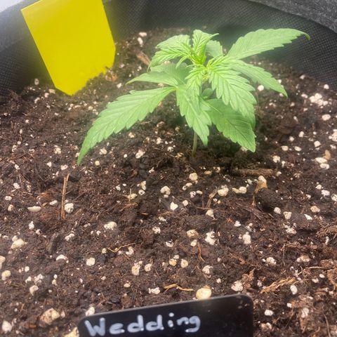 Wedding Cake Auto - RQS growlog timeline photo
