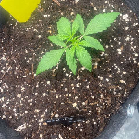 Wedding Cake Auto - RQS growlog timeline photo