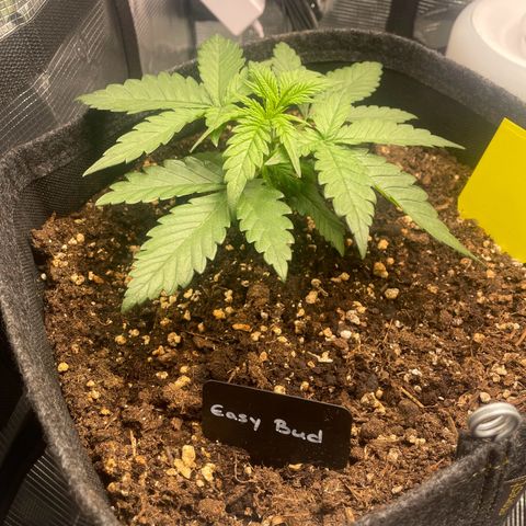 Easy Bud - RQS growlog timeline photo