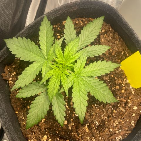 Easy Bud - RQS growlog timeline photo