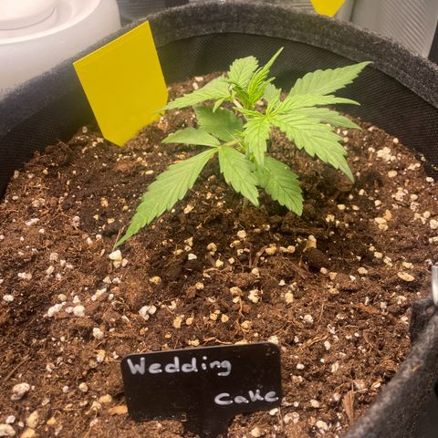 Wedding Cake Auto - RQS growlog timeline photo