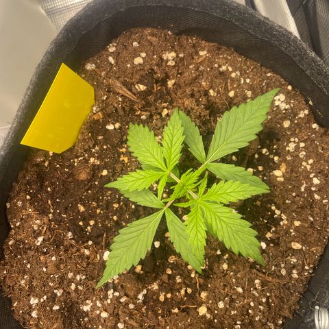 Wedding Cake Auto - RQS growlog timeline photo