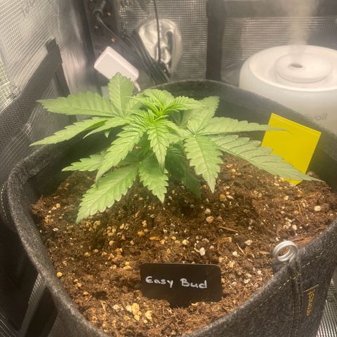 Easy Bud - RQS growlog timeline photo