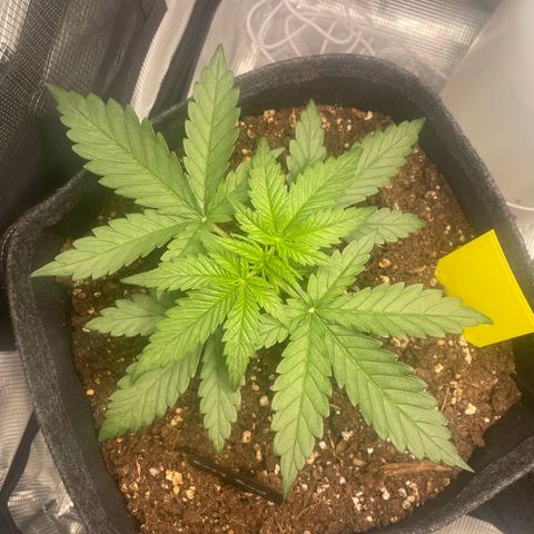 Easy Bud - RQS growlog timeline photo