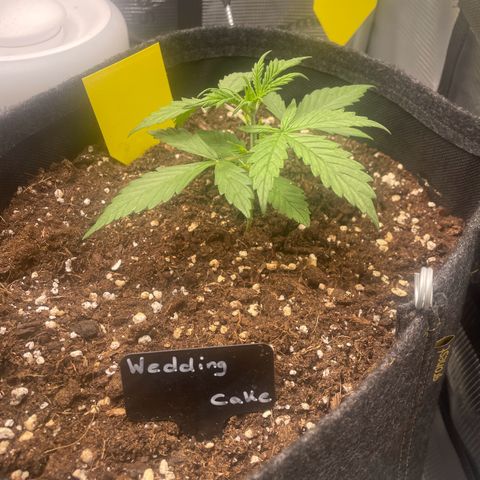 Wedding Cake Auto - RQS growlog timeline photo