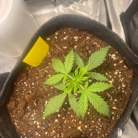 Wedding Cake Auto - RQS growlog timeline photo