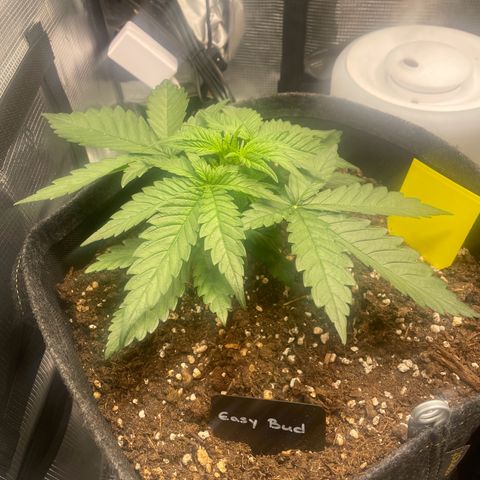 Easy Bud - RQS growlog timeline photo