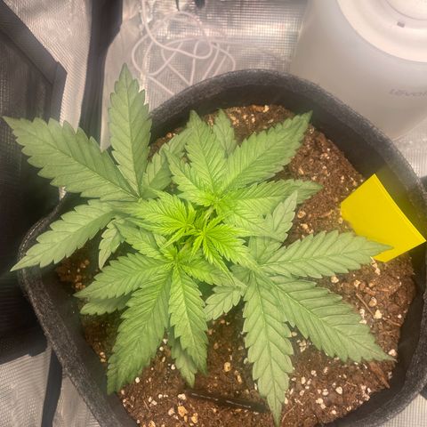Easy Bud - RQS growlog timeline photo