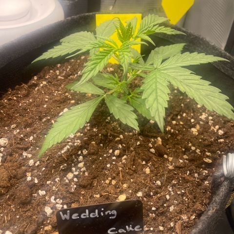 Wedding Cake Auto - RQS growlog timeline photo