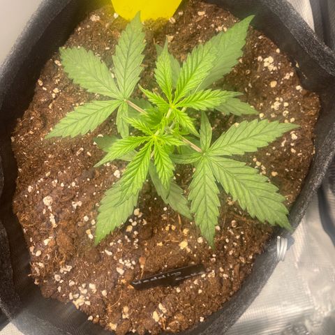 Wedding Cake Auto - RQS growlog timeline photo
