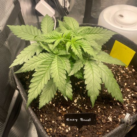 Easy Bud - RQS growlog timeline photo