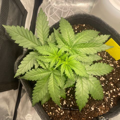 Easy Bud - RQS growlog timeline photo
