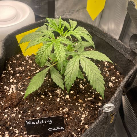 Wedding Cake Auto - RQS growlog timeline photo