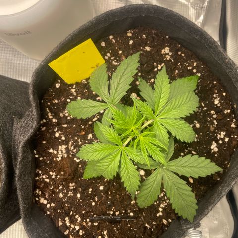 Wedding Cake Auto - RQS growlog timeline photo
