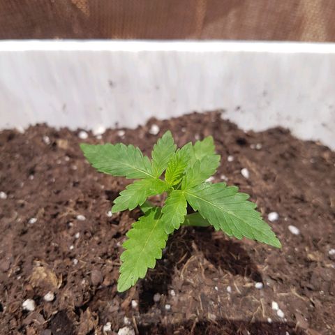 Pukhas 1 growlog timeline photo
