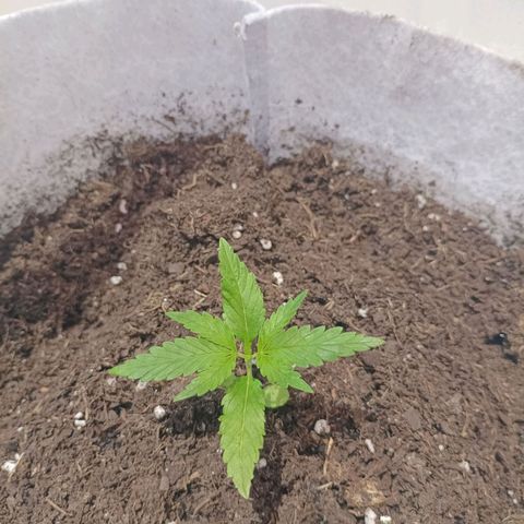 Red point #2 growlog timeline photo