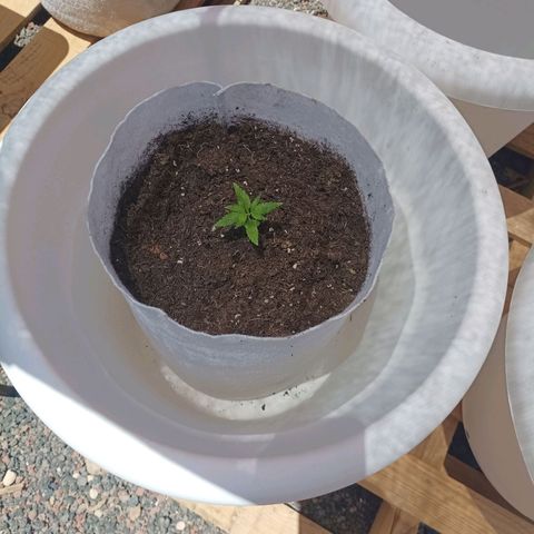 Red point #2 growlog timeline photo