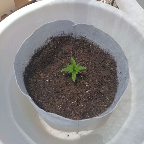 Red point #2 growlog timeline photo