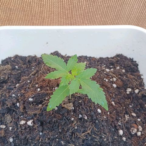 Pukhas 1 growlog timeline photo