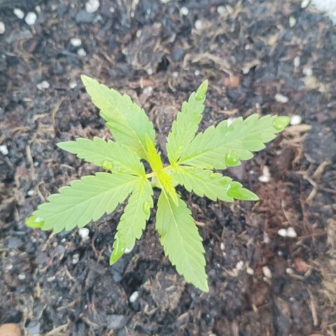 Red point #2 growlog timeline photo