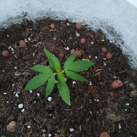 Red point #2 growlog timeline photo